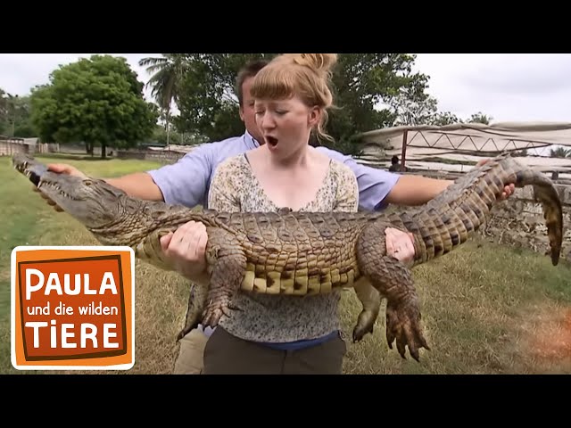 Wenn Krokodile Babys haben | Reportage für Kinder | Paula und die wilden Tiere