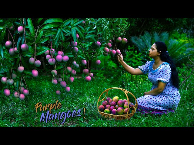 Juicy & Purple Vilad mangoes! Desserts & easy Mango rice were surprisingly delicious| Traditional Me