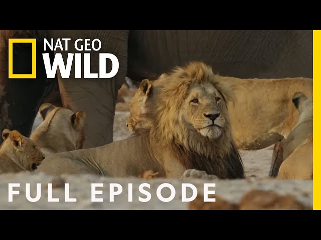 Uprising: Lion King Slayers | Bloody Wars in the Pride (Full Episode) | Savage Kingdom