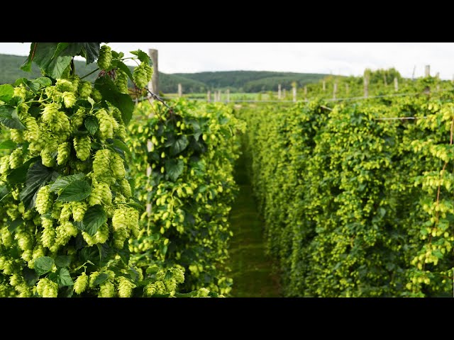 How Beer Is Made From Hops - Hops Cultivation and Harvest - Hops Processing Factory