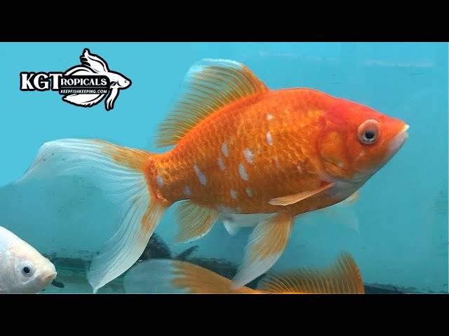 Get These Fish Out Of The Hobby! Top 10 Fish That Shouldn't Be In Aquariums