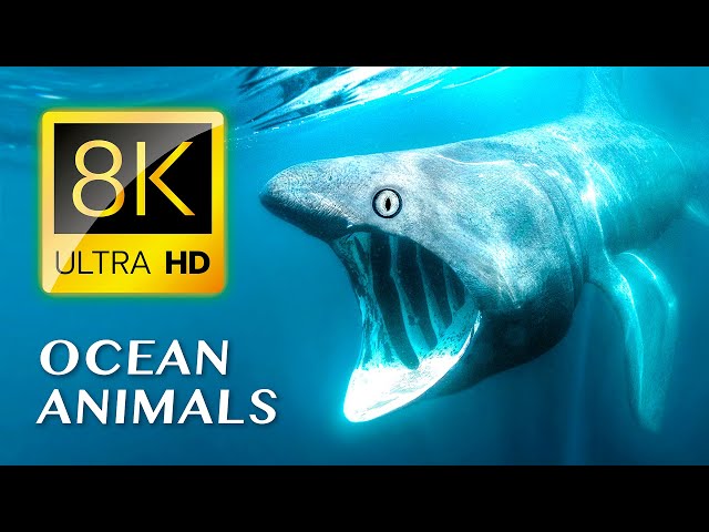 World's Most Beautiful SEA ANIMALS 8K ULTRA HD - #8K for Relaxation & Calming Music
