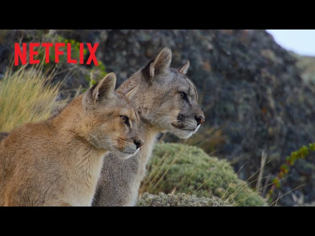 Our Planet II Behind the Scenes Puma Hunt | Netflix