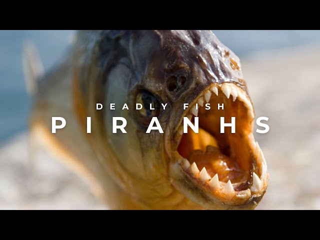 Unveiling the Truth About Piranhas: Nature's Misunderstood Predators
