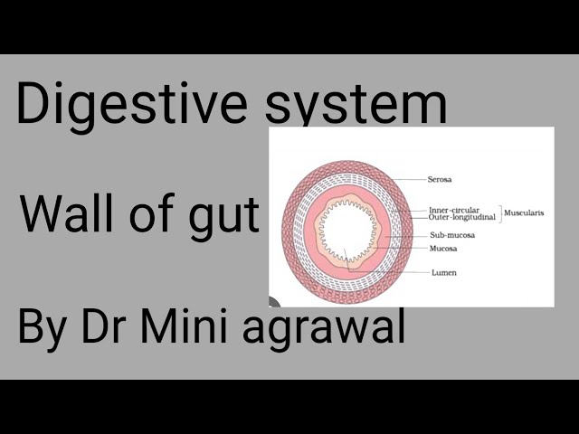 histology of alimentary canal || By Dr Mini Agrawal