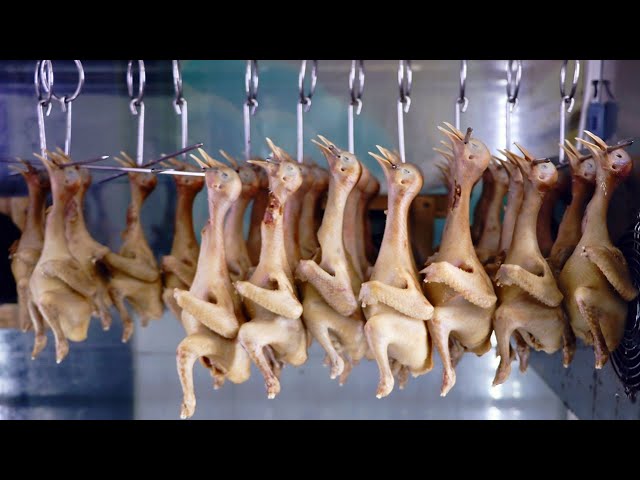 Amazing Pigeon Farming Technology Produces Meat and Egg 🕊️ - Pigeon Meat Processing in Factory
