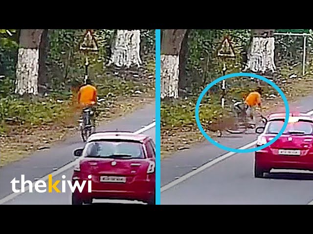 Cyclist survives leopard attack