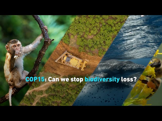 Can the world come together at COP15 to halt biodiversity loss?