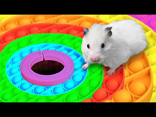 🐹 Hamster Escapes the NEW Pop It Maze!
