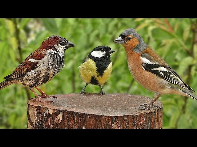 Garden Birds in The Gentle Rain - One Hour of Relaxing Rain and Bird Sounds