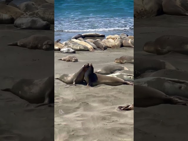 Seals Soaking in the Sun! ☀️