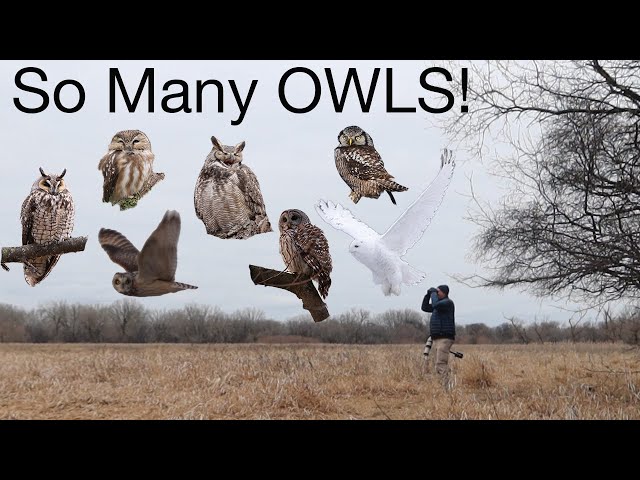 Owls, Owls, Owls! Watch owls hunt, fly, roost, and more as Xplorer Friends look for Minnesota Owls.