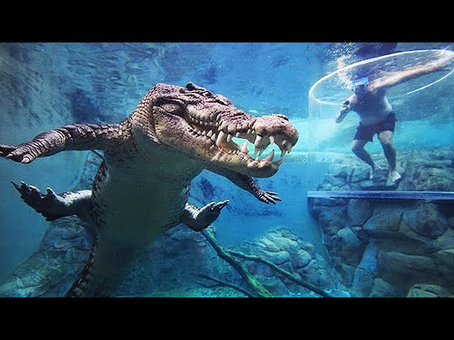 CAGE OF DEATH - Australian Tourist Attraction Swimming With Crocodiles