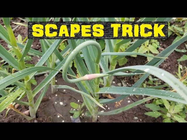 Homegrown magic: Garlic Scapes