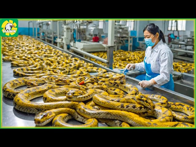 🐍 How Indonesian Farmers Make Millions of Dollars by Raising Snakes | Processing Factory