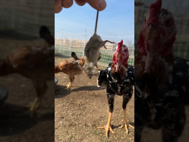 Do Chickens eat Mice?