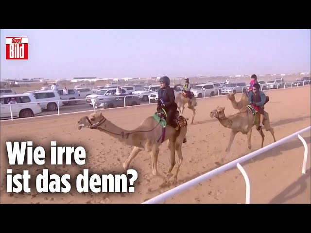 Kamelrennen als neuer Nationalsport? | Viral Daneben