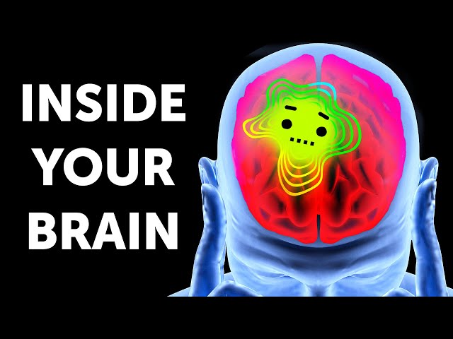 A Great Journey Inside Your Brain