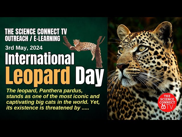 International Leopard Day