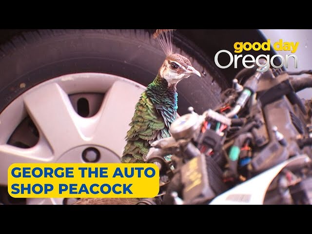 Behind the Wheel: George the auto shop peacock