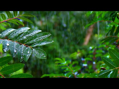 Soothing Rain Sounds (No Thunder) for Sleep, Studying or Relaxation