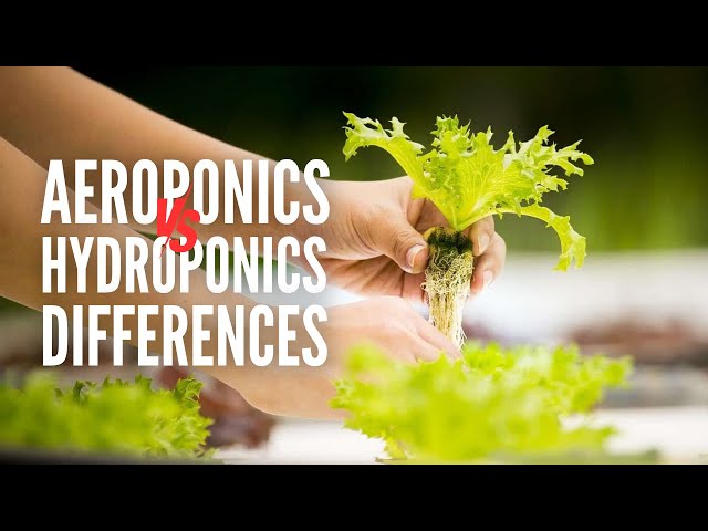 Aeroponics Vs. Hydroponics: What's The Difference?