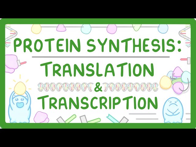How are Proteins Made? - Transcription and Translation Explained #66