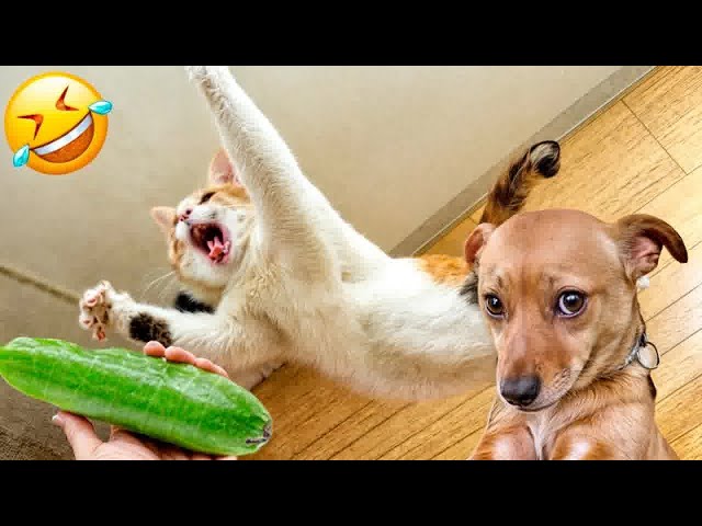 YOU LAUGH YOU LOSE🤣Best Funny Animals Video 2024😻🐶Part 9