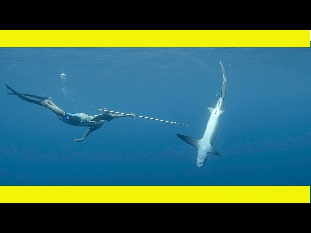 Saving the THRESHER SHARKS.(Learning By Doing Ep160)