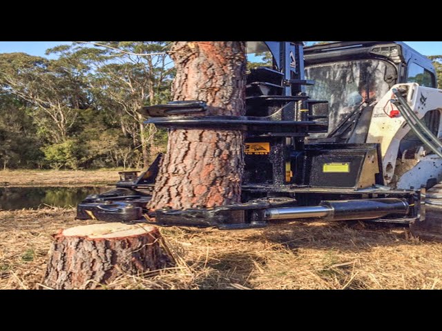 Incredible Big Tree Harvest Excavator Cutting Equipment, Fastest Stump Grinding Tree Removal Machine