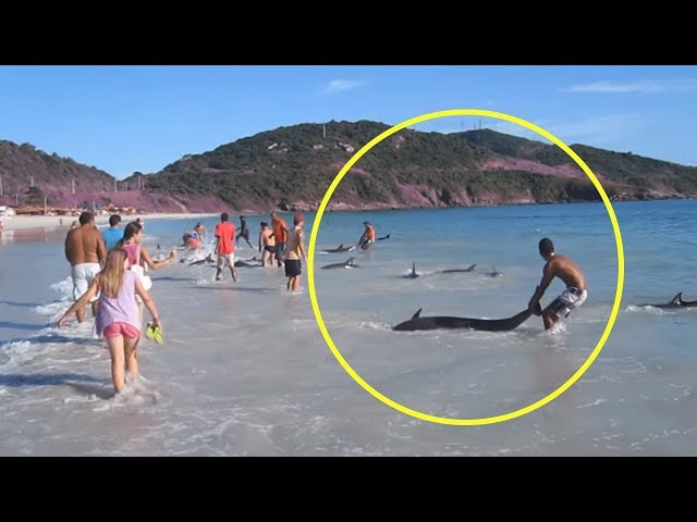 A Group Of Dolphins Just Beached Themselves Leaving Tourists In A Panic To Help