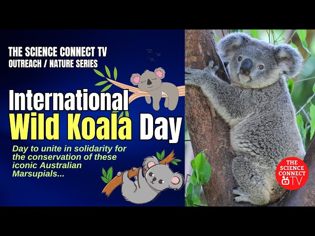 International Wild Koala Day #koala #marsupials