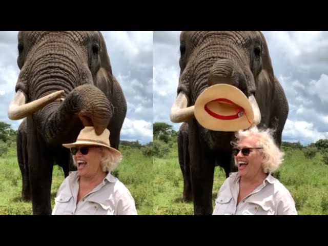 Sneaky Elephant Steals Hat