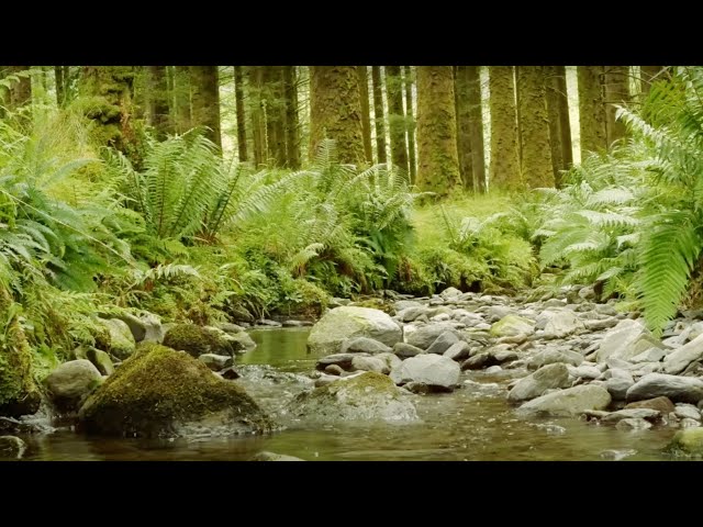 SOOTHING NATURE SOUNDS, BIRDS SINGING, RELAXING SOUND OF THE STREAM, RELAXING SOUNDS OF THE FOREST