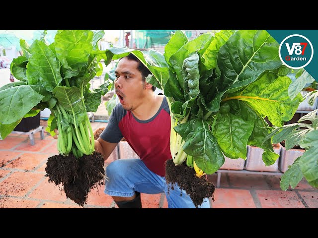 Growing swiss chard in container from seed to harvest