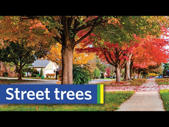 The Hidden Benefits of Street Trees