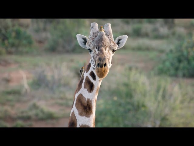 Crowdsourcing Giraffe Conservation