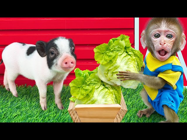 KiKi Monkey go to harvest vegetables with cutest Piglet and play pringles machine |KUDO ANIMAL KIKI