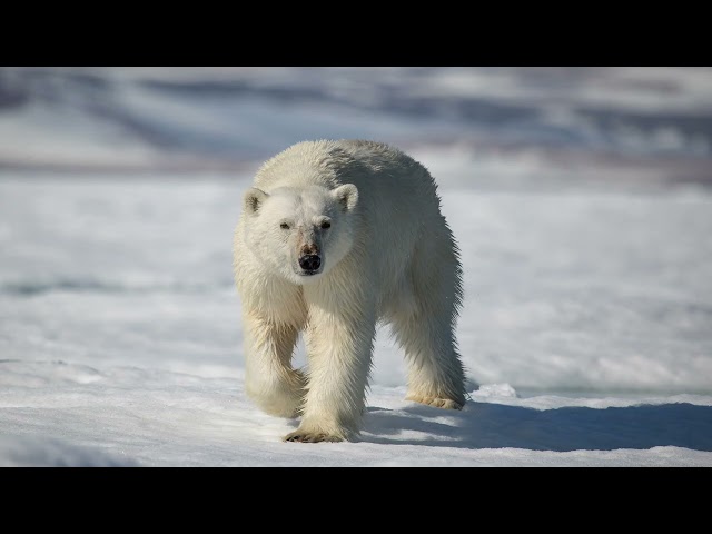 Polar bear encounters in Svalbard/Isbjørn på Svalbard