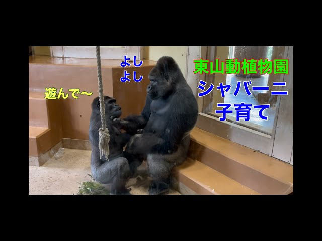 【東山動植物園】イケメンゴリラ　シャバーニの子育て　Handsome gorilla Shabani parenting