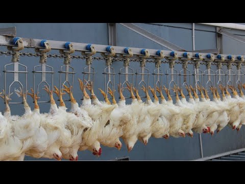 Incredible modern chicken processing factory. Amazing automatic poultry egg harvesting technology