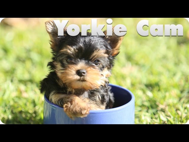 Yorkie Puppy Cam