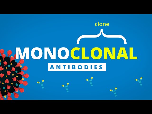 From Our Experts: Monoclonal Antibodies | What They Are and How They Fight COVID-19