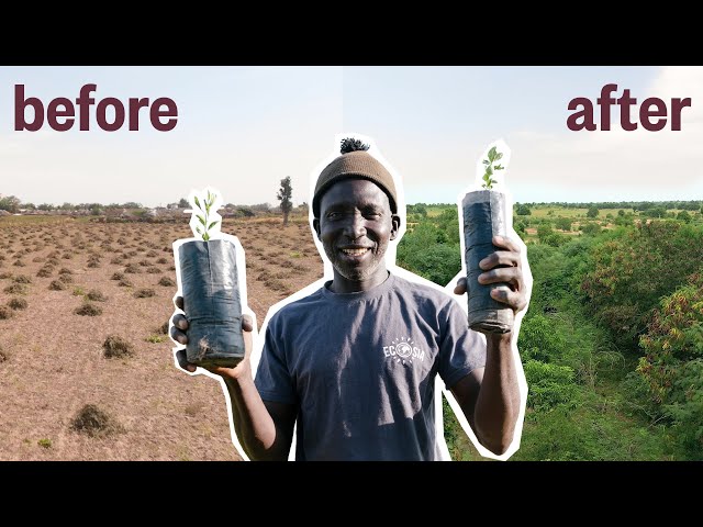 How One Man Planted A Forest in 5 Years
