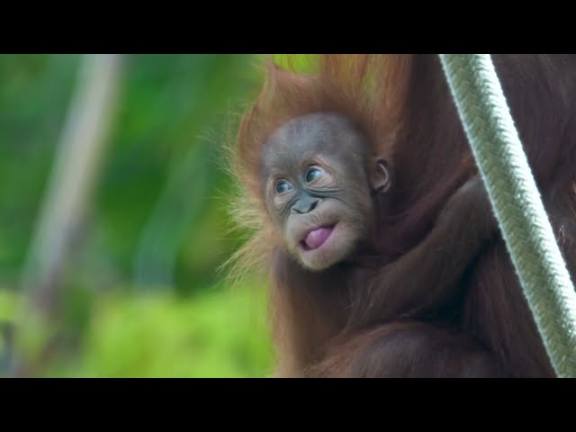 Kaja the Orangutan Makes His Debut | San Diego Zoo