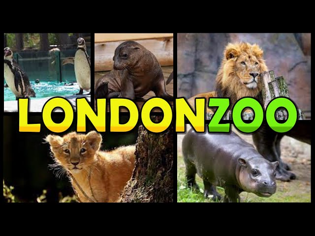 LONDON ZOO - London (4K)