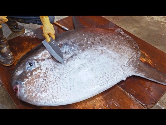 Amazing！Giant Sunfish Cutting Skills, Sunfish Catching, Sunfish Jelly/驚奇的漫波魚切割技巧,翻車魚捕捉,燙漫波魚腸-佳濱成功旗魚