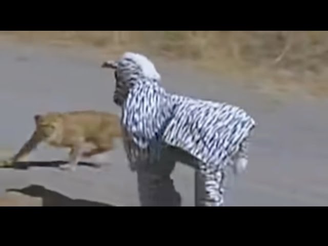 Men In Zebra Suit vs Lions
