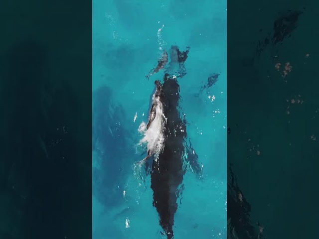A whale mother introduces her calf to dolphins & Relaxing music #shorts #animals #whale