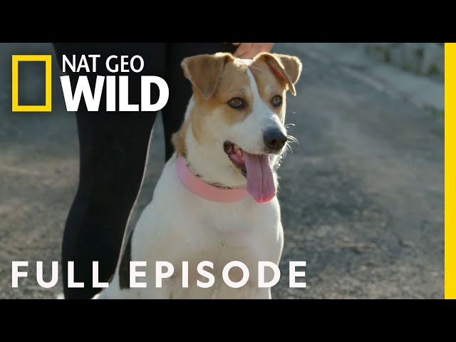 Pack Attack (Full Episode) | Cesar Millan: Better Human, Better Dog